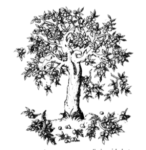 Start an Organic Fruit Orchard for Food Independence Image
